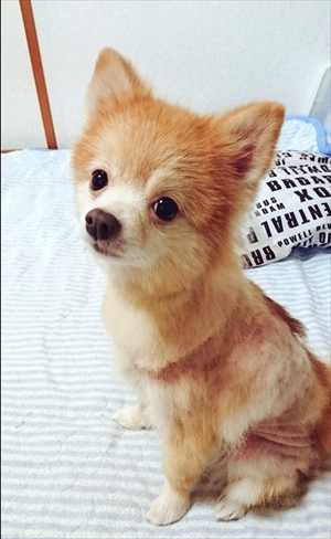 ポメラニアン　ミライさん