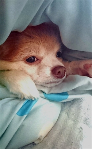 ポメラニアン　ミライさん