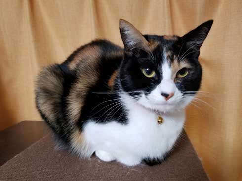 猫 香炉 ドライアイス 作品 香箱座り