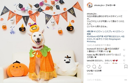 お父さん犬 白戸家 くっきー 野性爆弾 コラボ