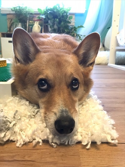 コギとボクのLA Life