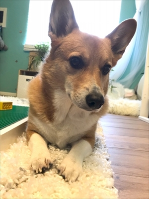 コギとボクのLA Life