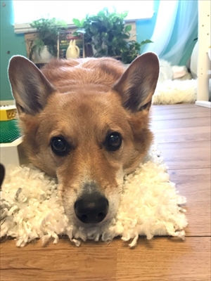 コギとボクのLA Life