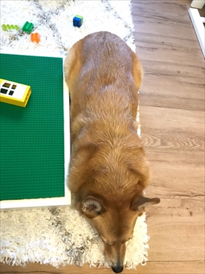 コギとボクのLA Life