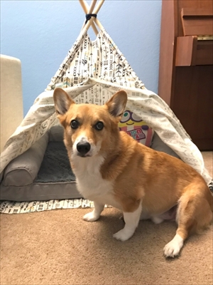 コギとボクのLA Life