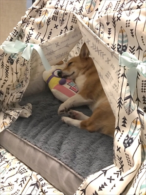 コギとボクのLA Life