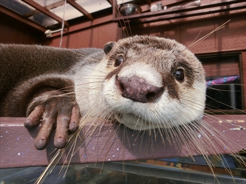 伊勢シーパラダイス　ゆるり君