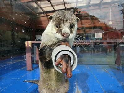 伊勢シーパラダイス　ゆるり君