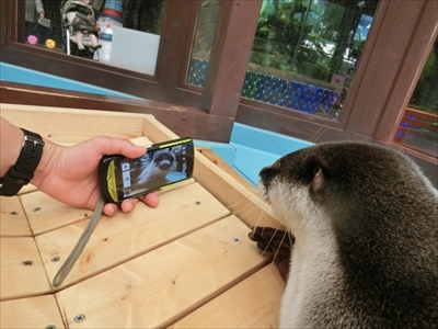 伊勢シーパラダイス　ゆるり君