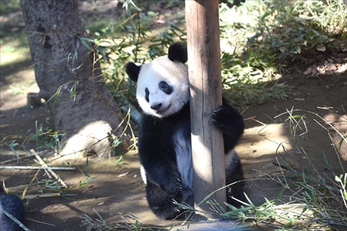 上野動物園シャンシャン