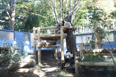 上野動物園シャンシャン