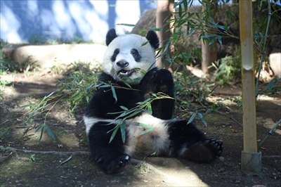 上野動物園シャンシャン
