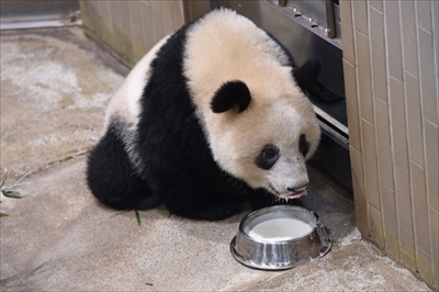 上野動物園シャンシャン