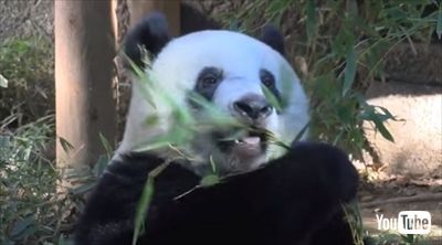 上野動物園シャンシャン