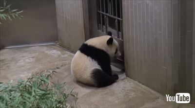 上野動物園シャンシャン