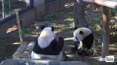 上野動物園シャンシャン