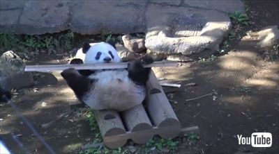 上野動物園シャンシャン