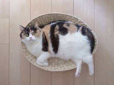 guremike 猫型ロボット