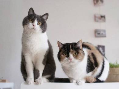 guremike 猫型ロボット