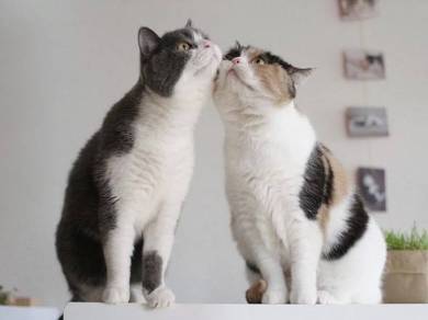 guremike 猫型ロボット