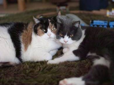 guremike 猫型ロボット