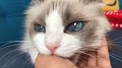 主水ちゃん 親指の付け根