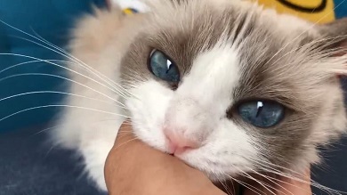 主水ちゃん 親指の付け根