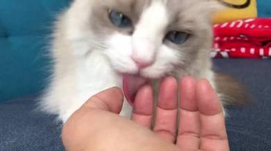 主水ちゃん 親指の付け根