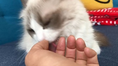 主水ちゃん 親指の付け根
