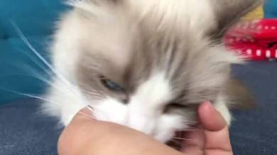 主水ちゃん 親指の付け根