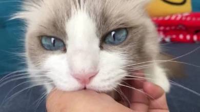 主水ちゃん 親指の付け根