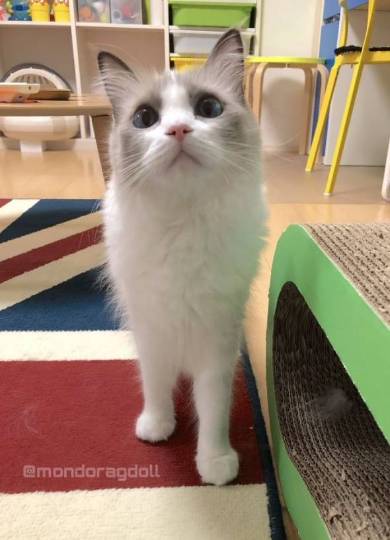 主水ちゃん 親指の付け根