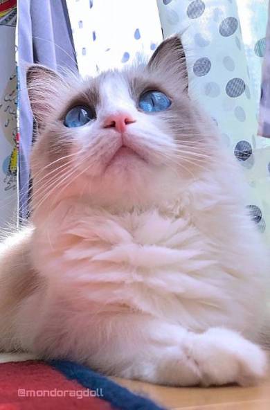 主水ちゃん 親指の付け根