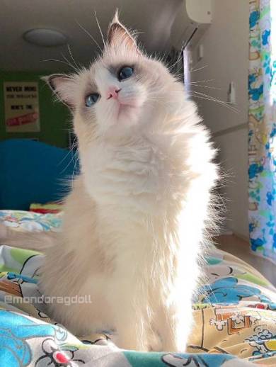 主水ちゃん 親指の付け根