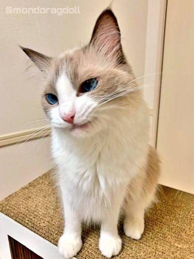 主水ちゃん 親指の付け根
