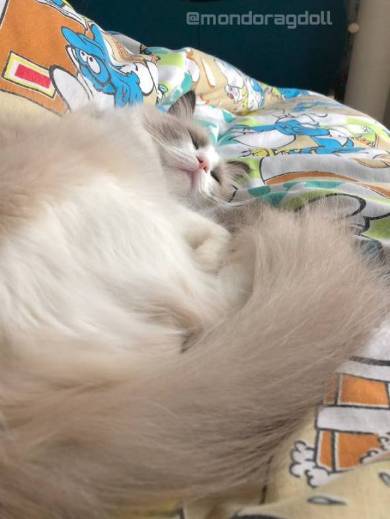 主水ちゃん 親指の付け根