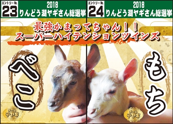 りんどう湖 ヤギさん総選挙
