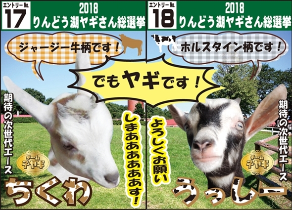 りんどう湖 ヤギさん総選挙