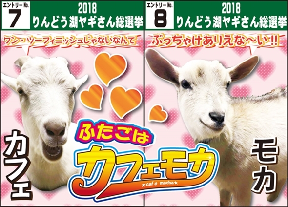 りんどう湖 ヤギさん総選挙