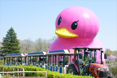 りんどう湖 ヤギさん総選挙