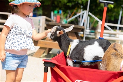 りんどう湖 ヤギさん総選挙