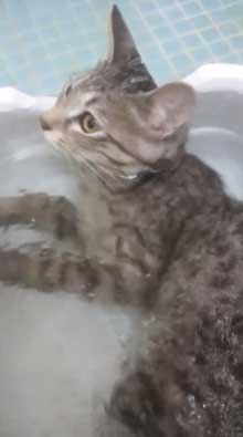 猫 お風呂 平気 嫌がらない 入浴シーン