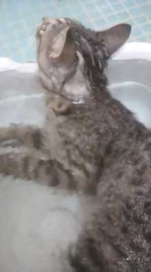 猫 お風呂 平気 嫌がらない 入浴シーン