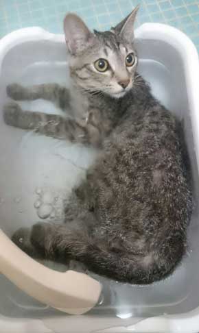 猫 お風呂 平気 嫌がらない 入浴シーン