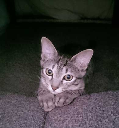 猫 お風呂 平気 嫌がらない 入浴シーン