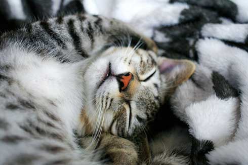 猫 お風呂 平気 嫌がらない 入浴シーン