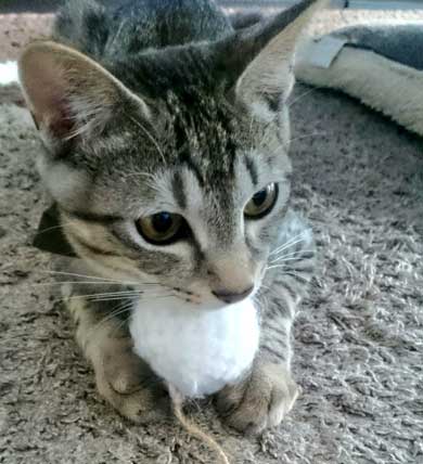 猫 お風呂 平気 嫌がらない 入浴シーン