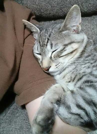 猫 お風呂 平気 嫌がらない 入浴シーン