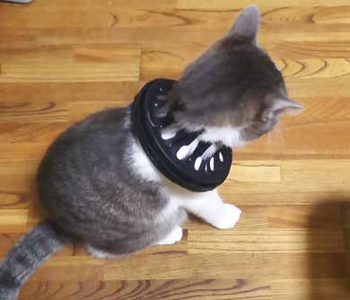 犯人確保 猫 シンク 首 突っ込む 排水口