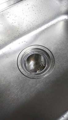 犯人確保 猫 シンク 首 突っ込む 排水口